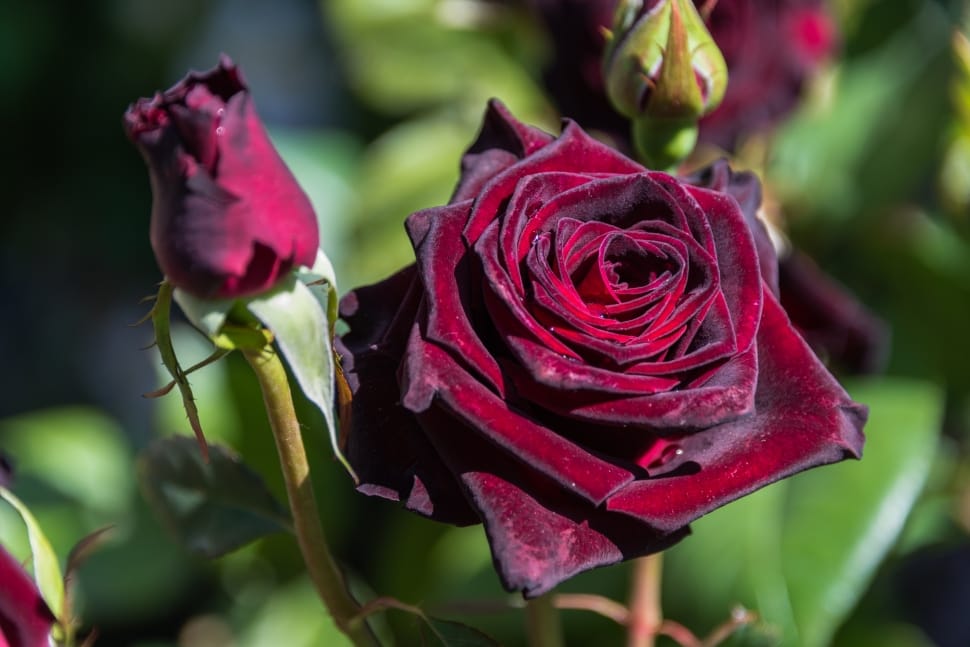 Petals, Rosa, Flower, Nature, Flower, Rose - Beautiful All Rose Buds - HD Wallpaper 