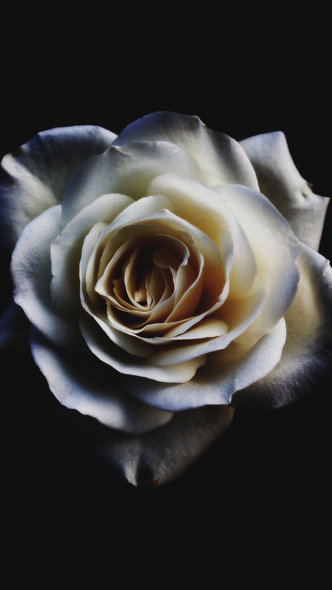 Flower Wallpaper White Rose - HD Wallpaper 