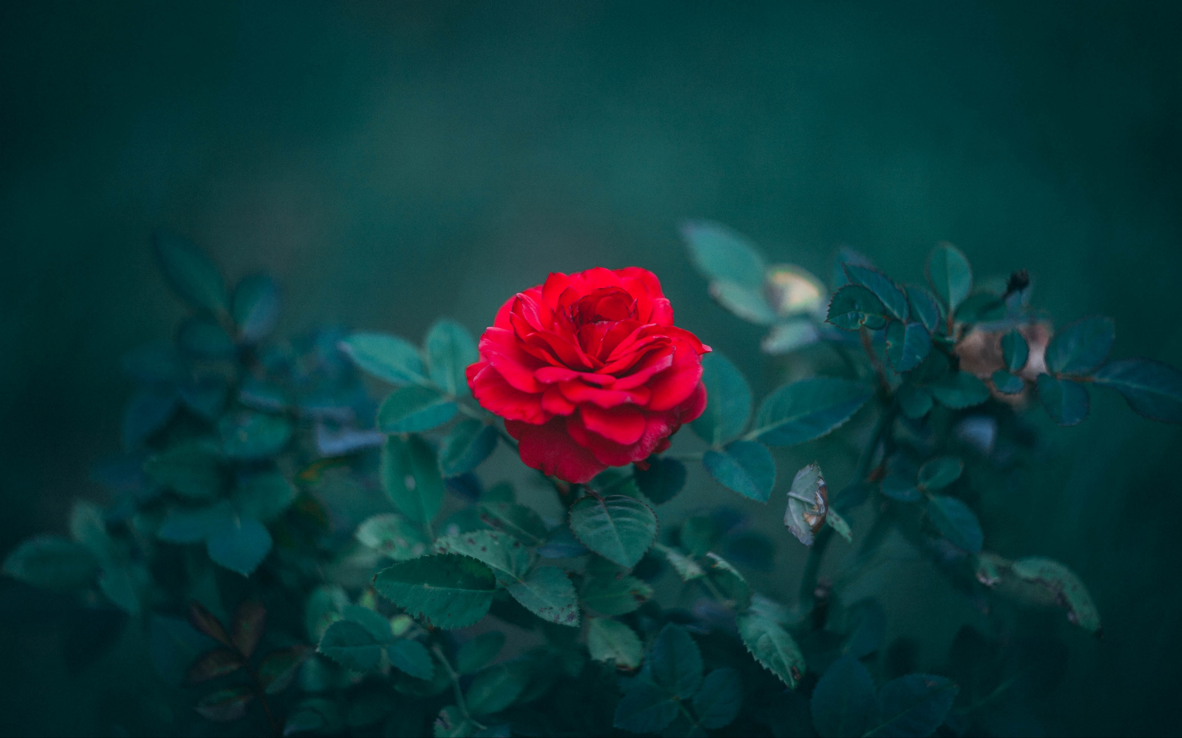 Wallpaper Rose, Bud, Red, Bush, Blur, Leaves - Telugu Good Morning Messages - HD Wallpaper 