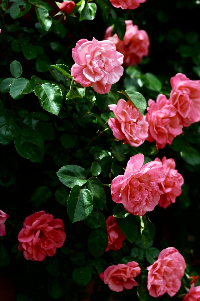 Flowers, Rose, And Pink Image - Rose Wallpapers For Ipads - HD Wallpaper 