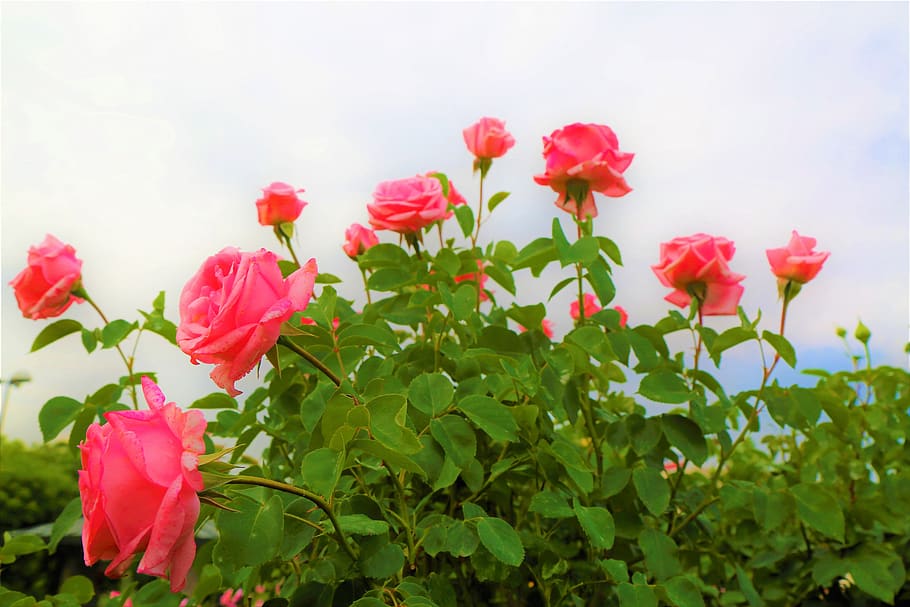 Rose, Nature, Flower, Plant, Love, Romantic, Blooming, - Güllü Kurban Bayram Mesaji - HD Wallpaper 