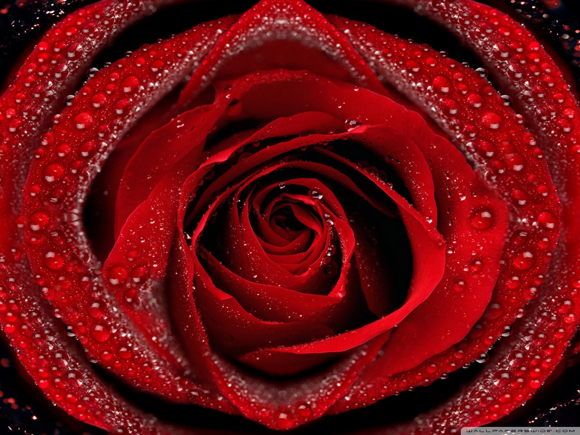 Red Rose Desktop Wallpapers - HD Wallpaper 