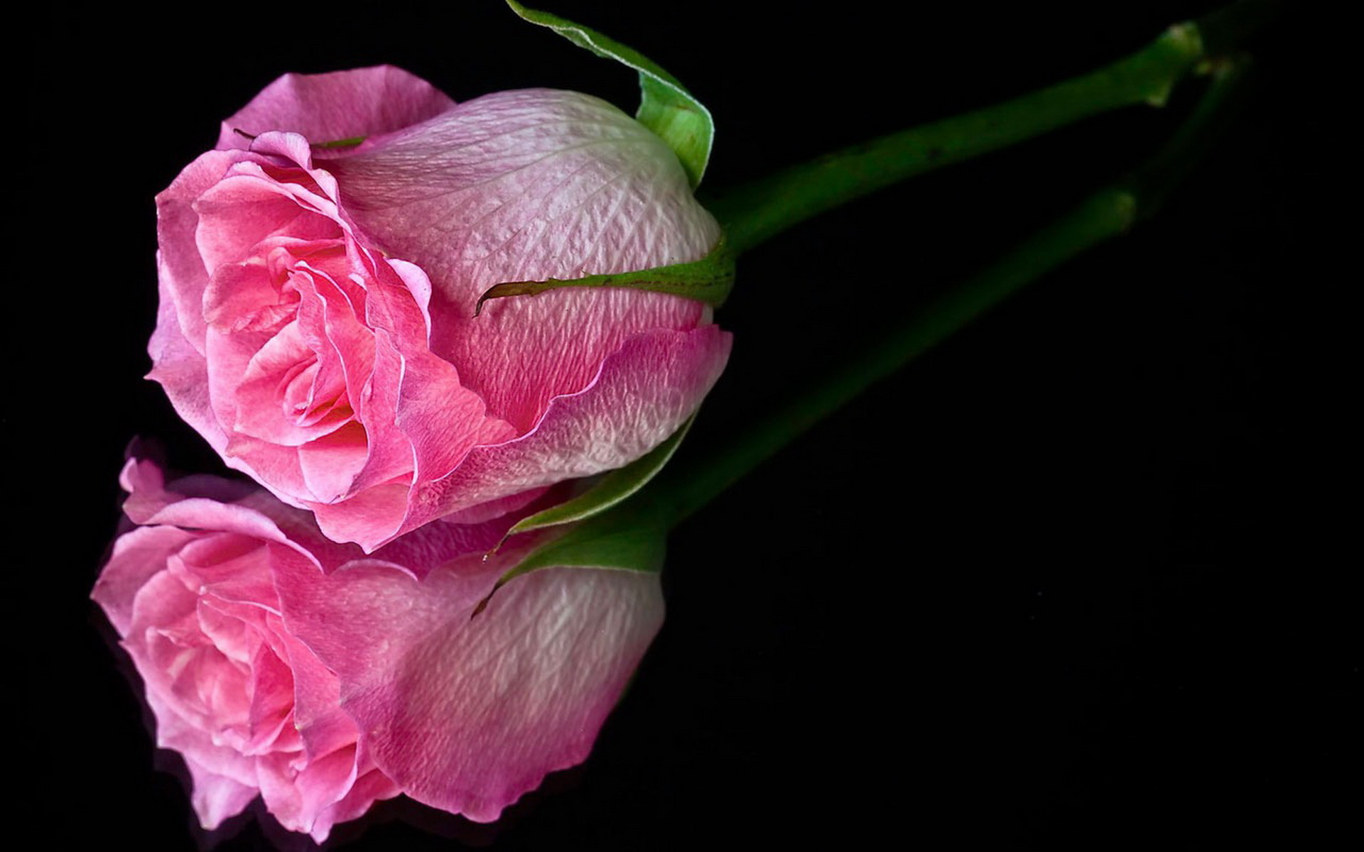 Wallpaper Roz - HD Wallpaper 
