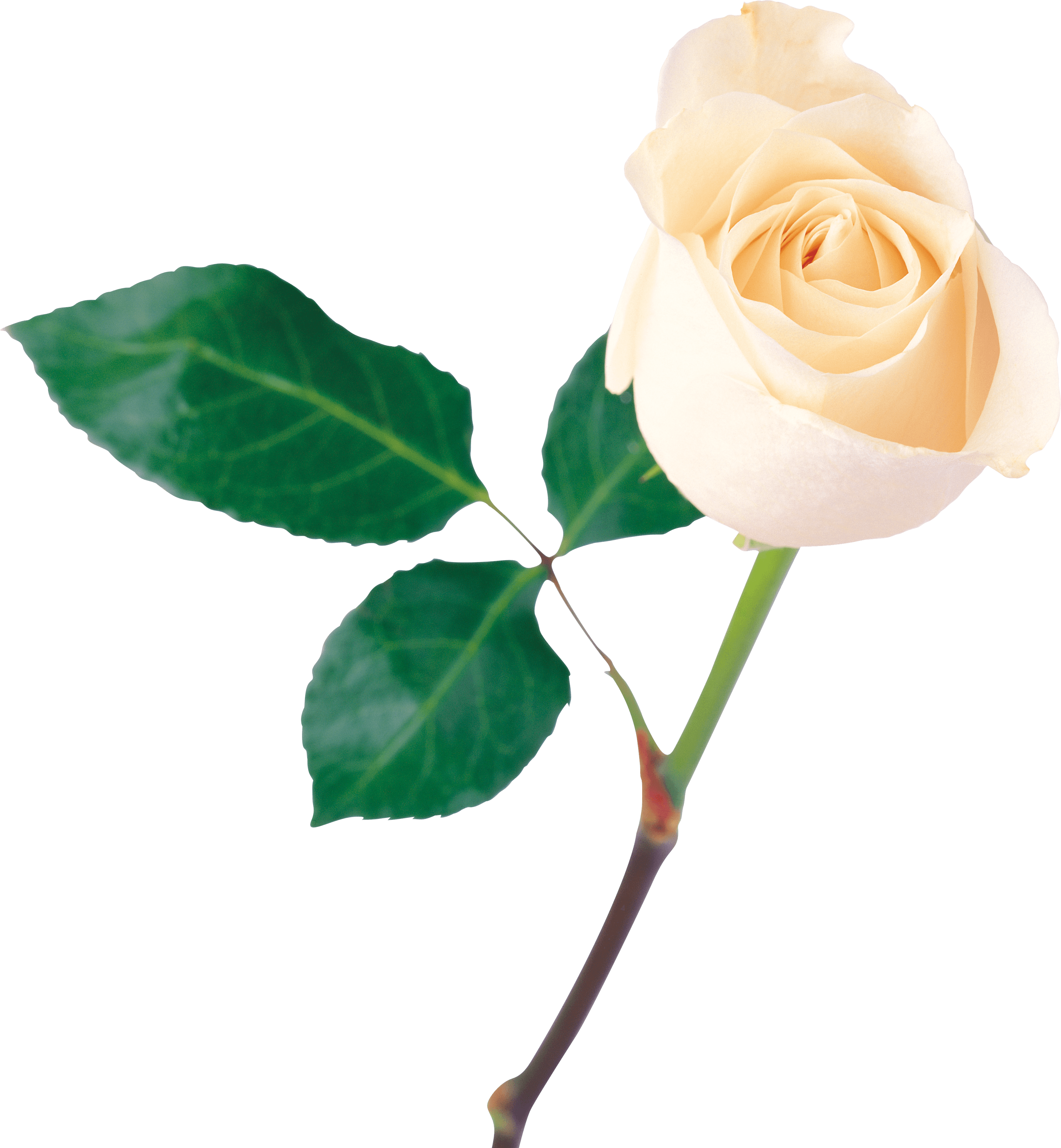 White Rose Png Transparent Background - Transparent Background Rose Png - HD Wallpaper 