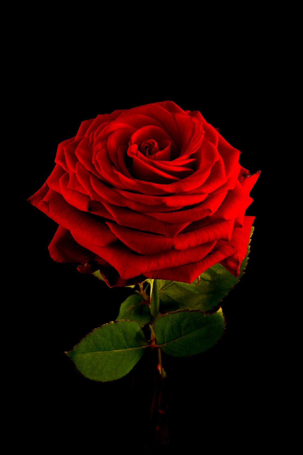 Красный Красивые Розы Картинки - HD Wallpaper 