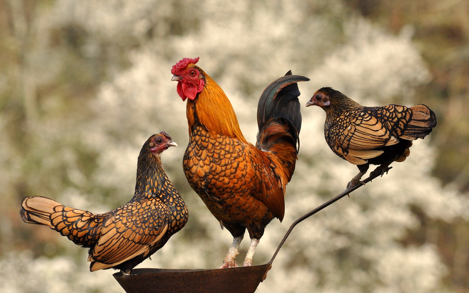 Wallpaper Rooster And Hen - Rooster And Two Chickens - HD Wallpaper 
