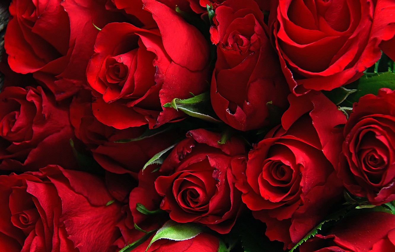 Photo Wallpaper Roses, Rosebuds, Krsno - Garden Roses - HD Wallpaper 