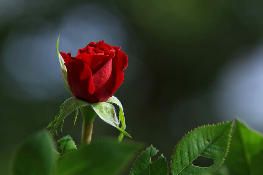 Shallow Focus Photo Of Red Rose, Flower, Blossom, Colors, - Marathi Happy Diwali Wishes - HD Wallpaper 