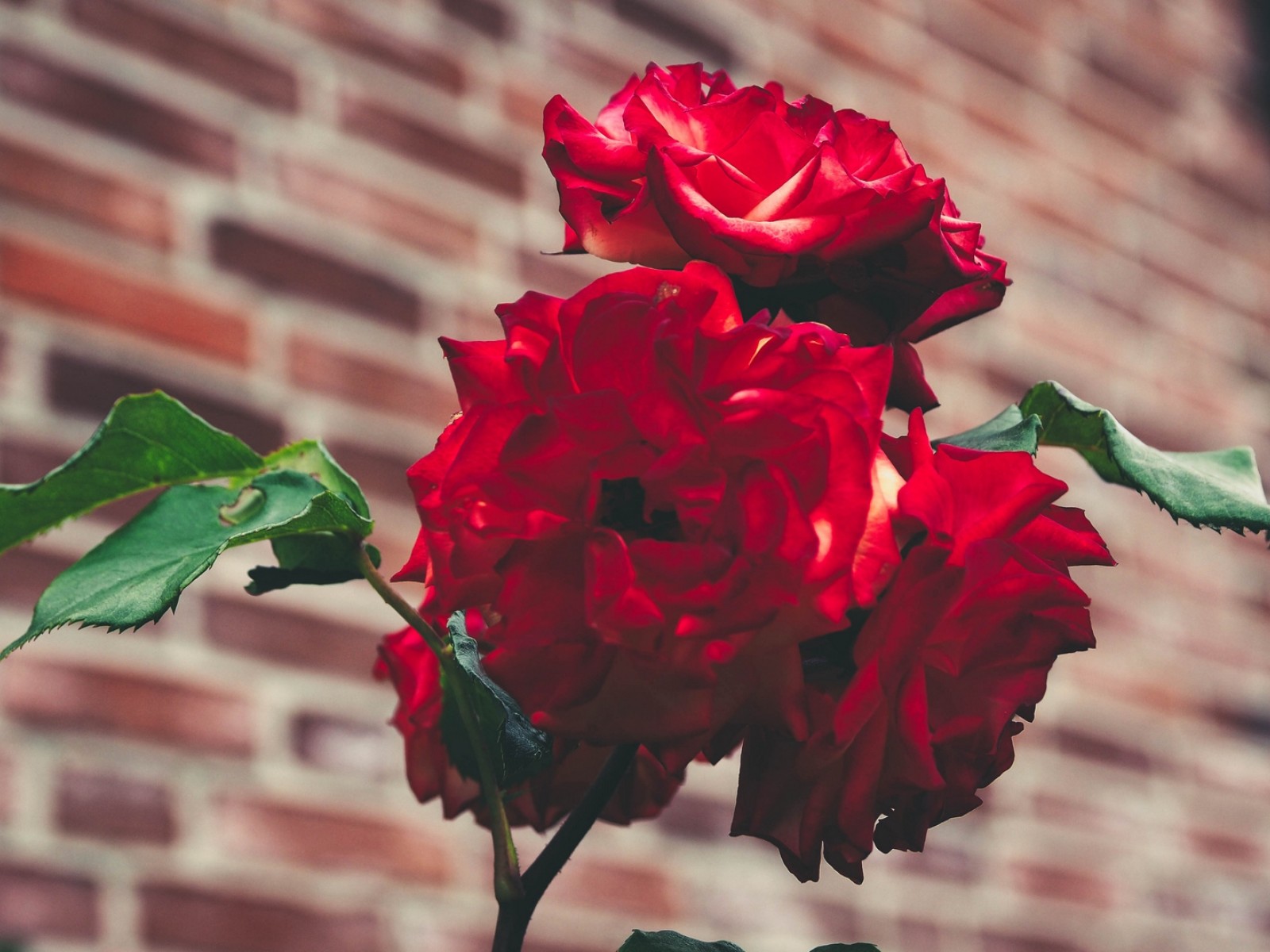 Red Roses Blurry - HD Wallpaper 