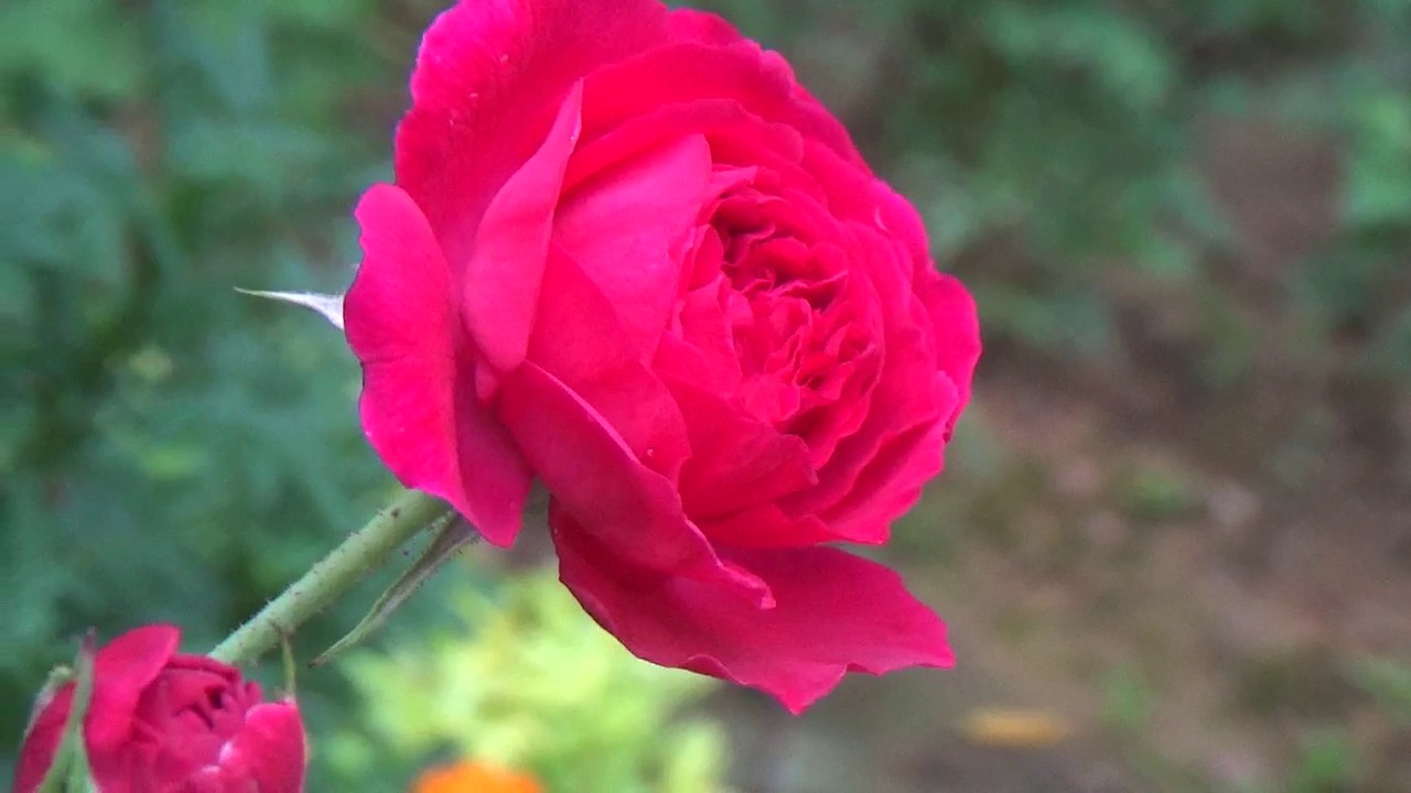 Rose Flower Hd Image Download - HD Wallpaper 