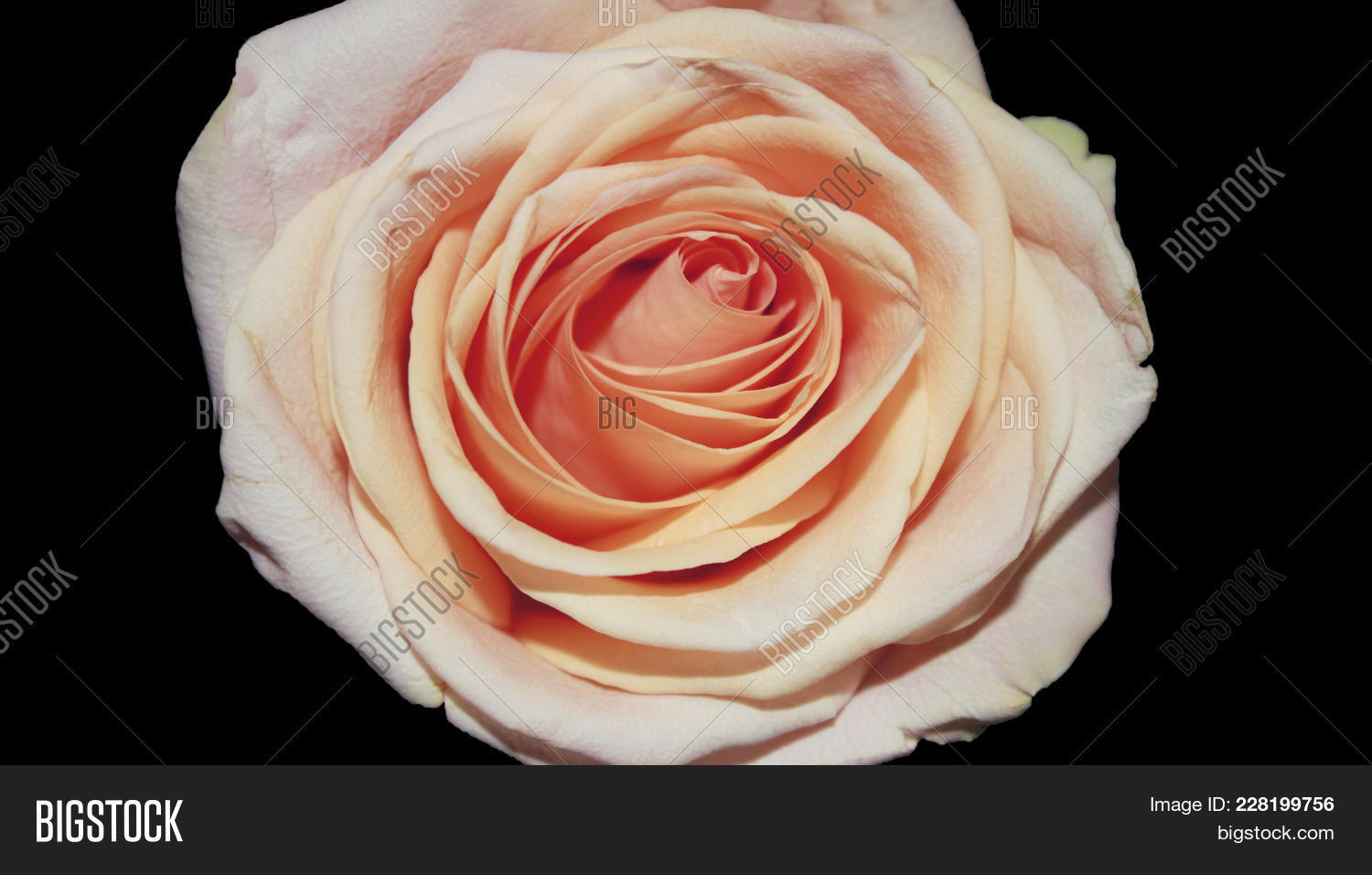 Single Rose Flower Wallpaper - HD Wallpaper 