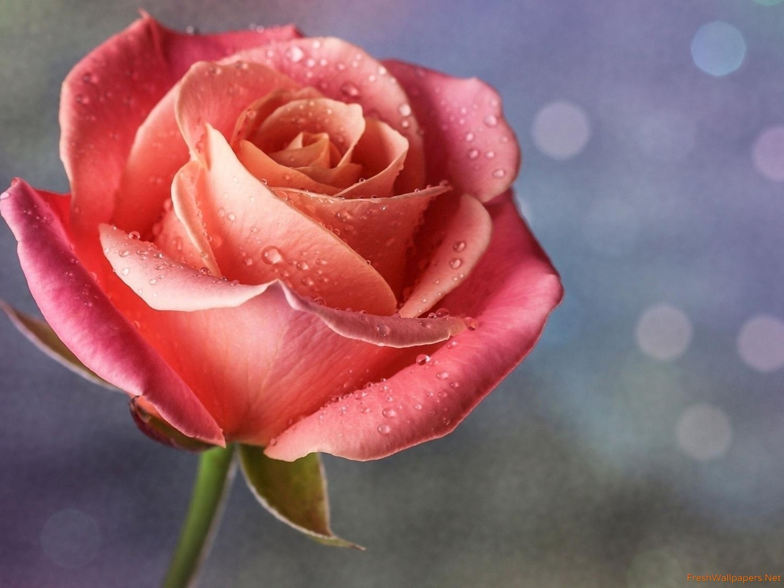 Wallpaper - HD Wallpaper 