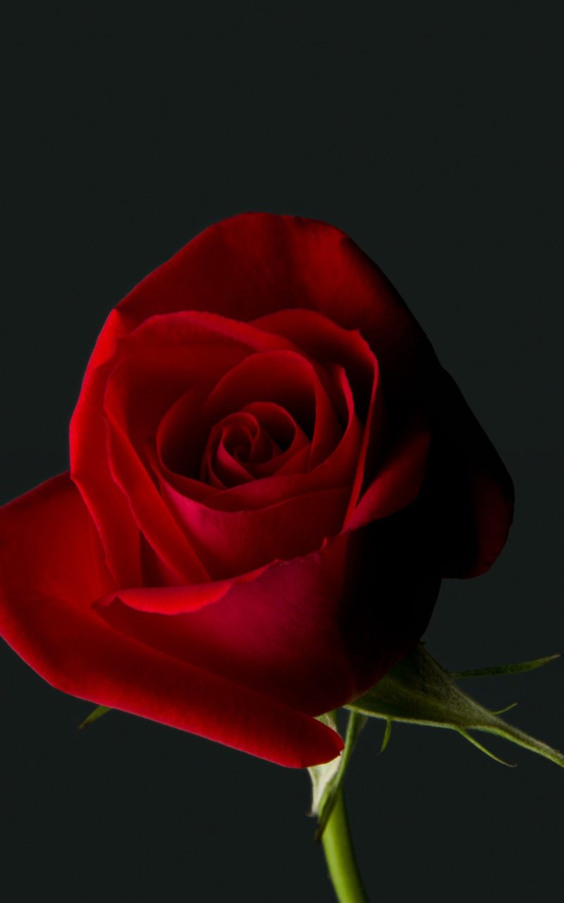 4k Wallpaper Flower For Mobile - 800x1280 Wallpaper 4k Wallpaper Flower For Mobile - 800x1280 Wallpaper