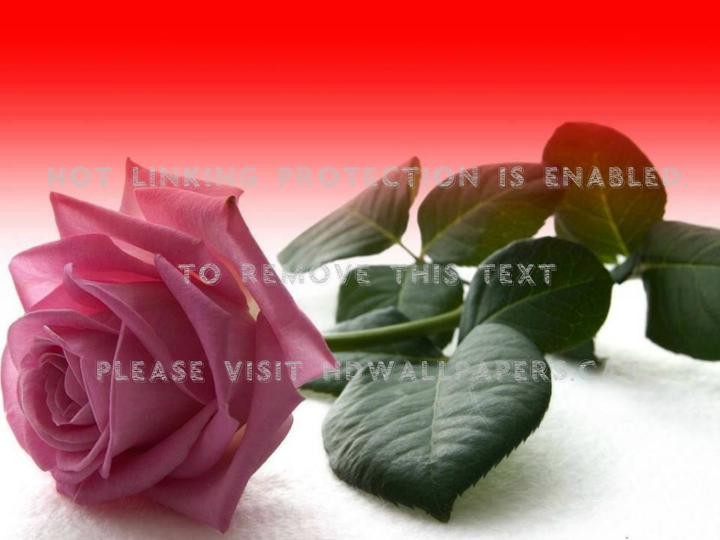 Single Rose Flower Rosa Pink Nature - Single Pink Rose Images In Hd - HD Wallpaper 