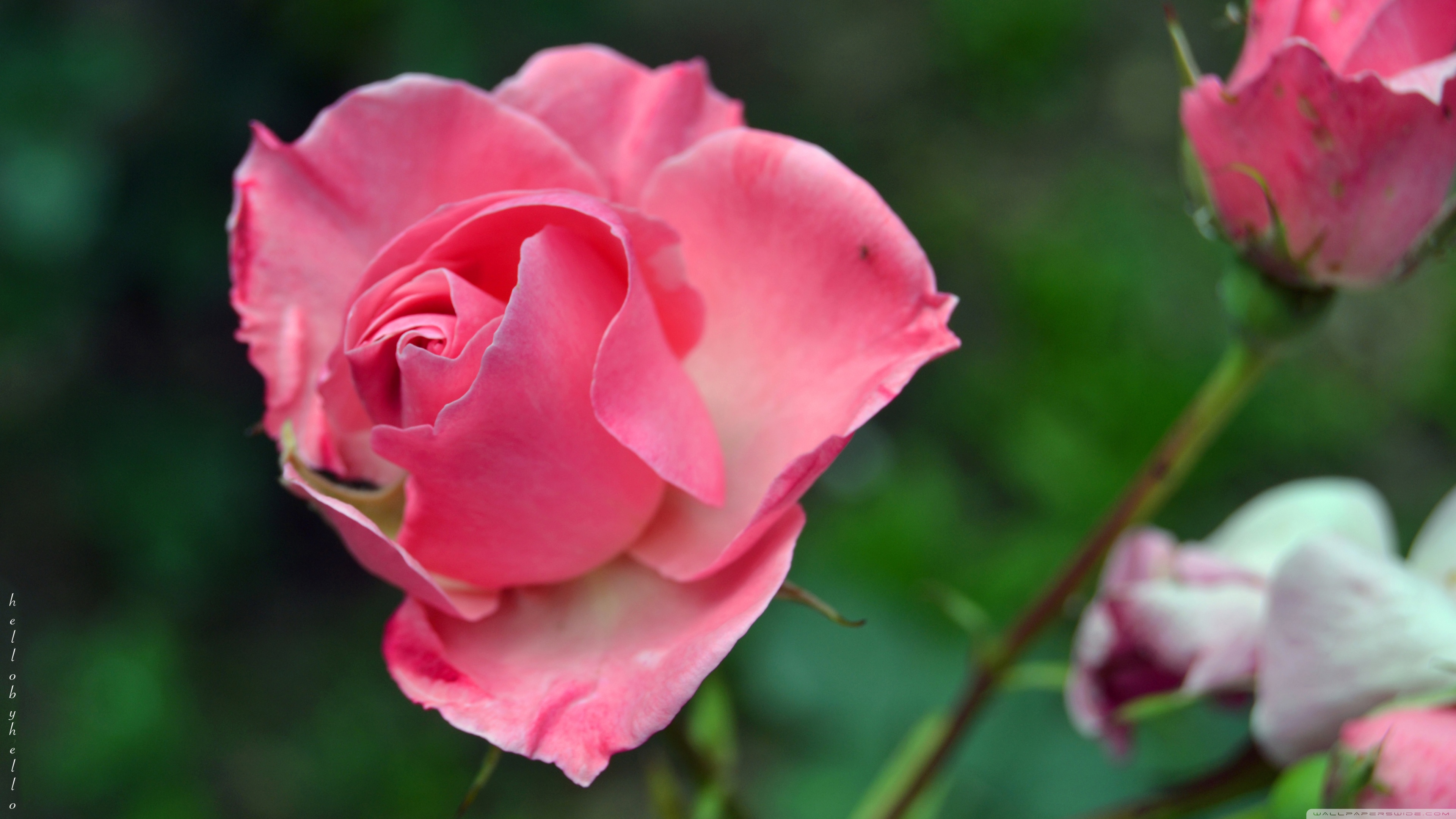 Imagens De Rosas 4k - HD Wallpaper 