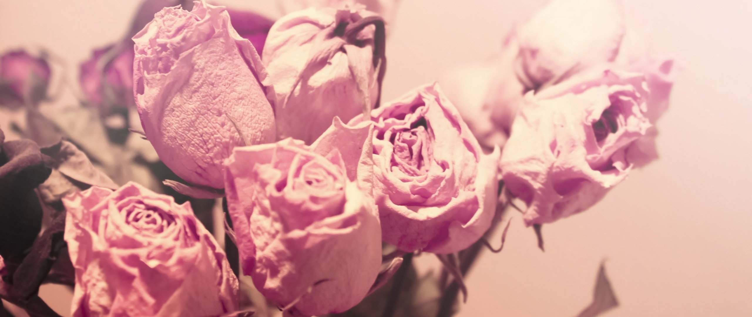 Wallpaper Roses, Flowers, Sweet, Dried, Buds - Dried Rose Flower - HD Wallpaper 