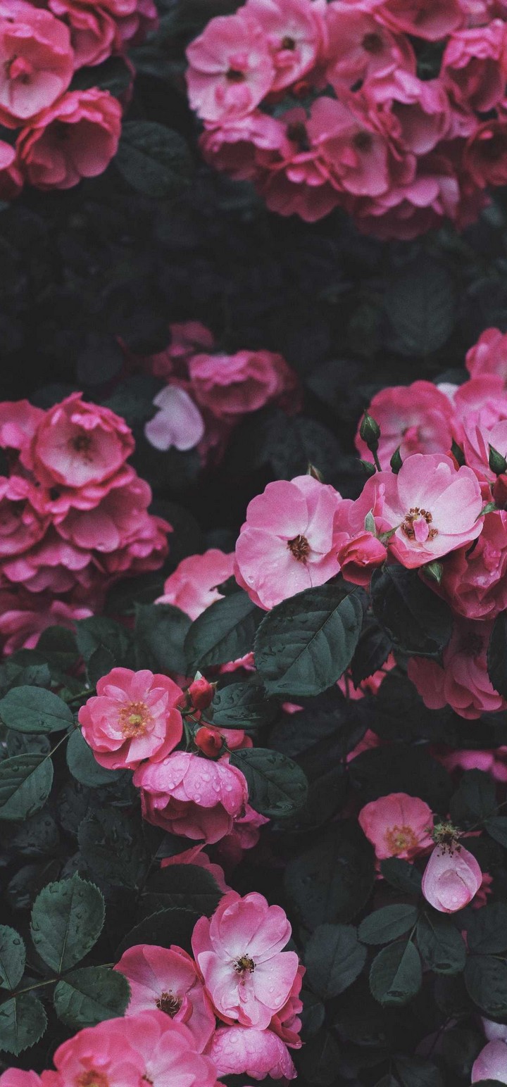 Wild Rose Rose Bush Wallpaper - Wild Rose Bush - HD Wallpaper 