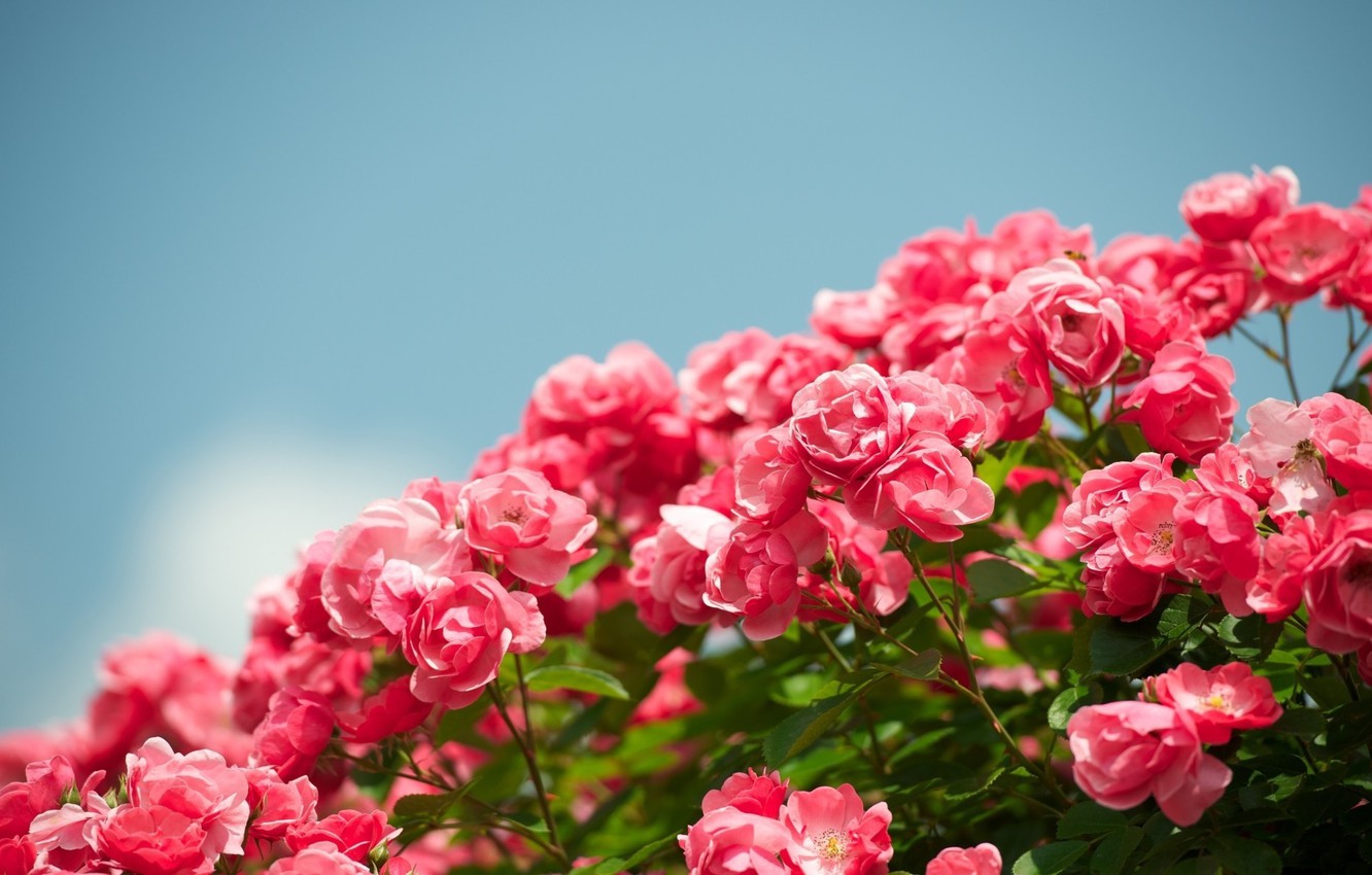 Photo Wallpaper The Sky, Flowers, Background, Widescreen, - Garden Rose Wallpaper Flowers - HD Wallpaper 
