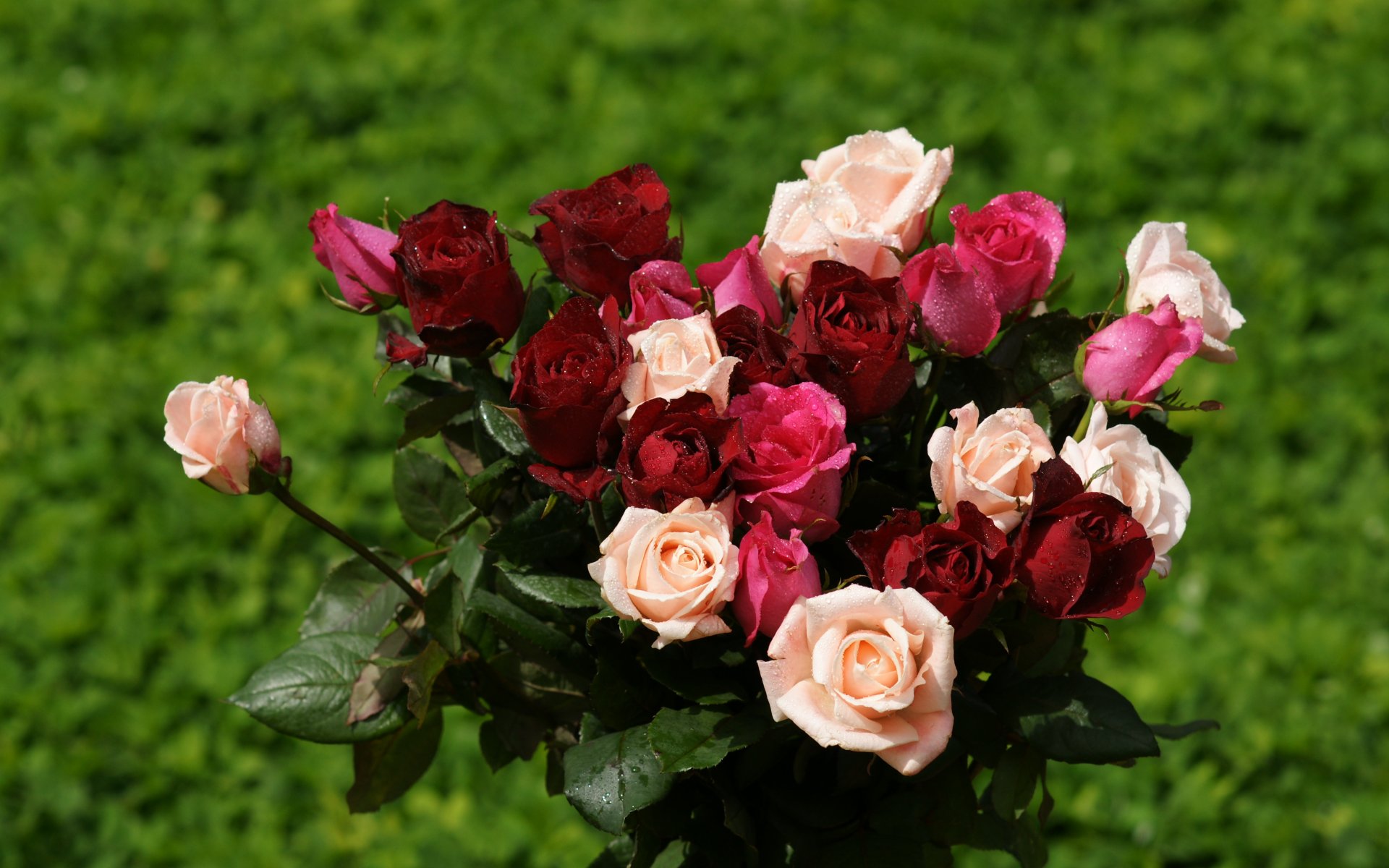 Dark Pink White And Red Roses - HD Wallpaper 