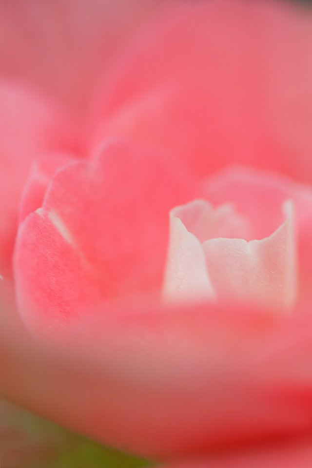 Rose, Petal, Pink, Passion, Flower, Macro, Nature - Garden Roses - HD Wallpaper 