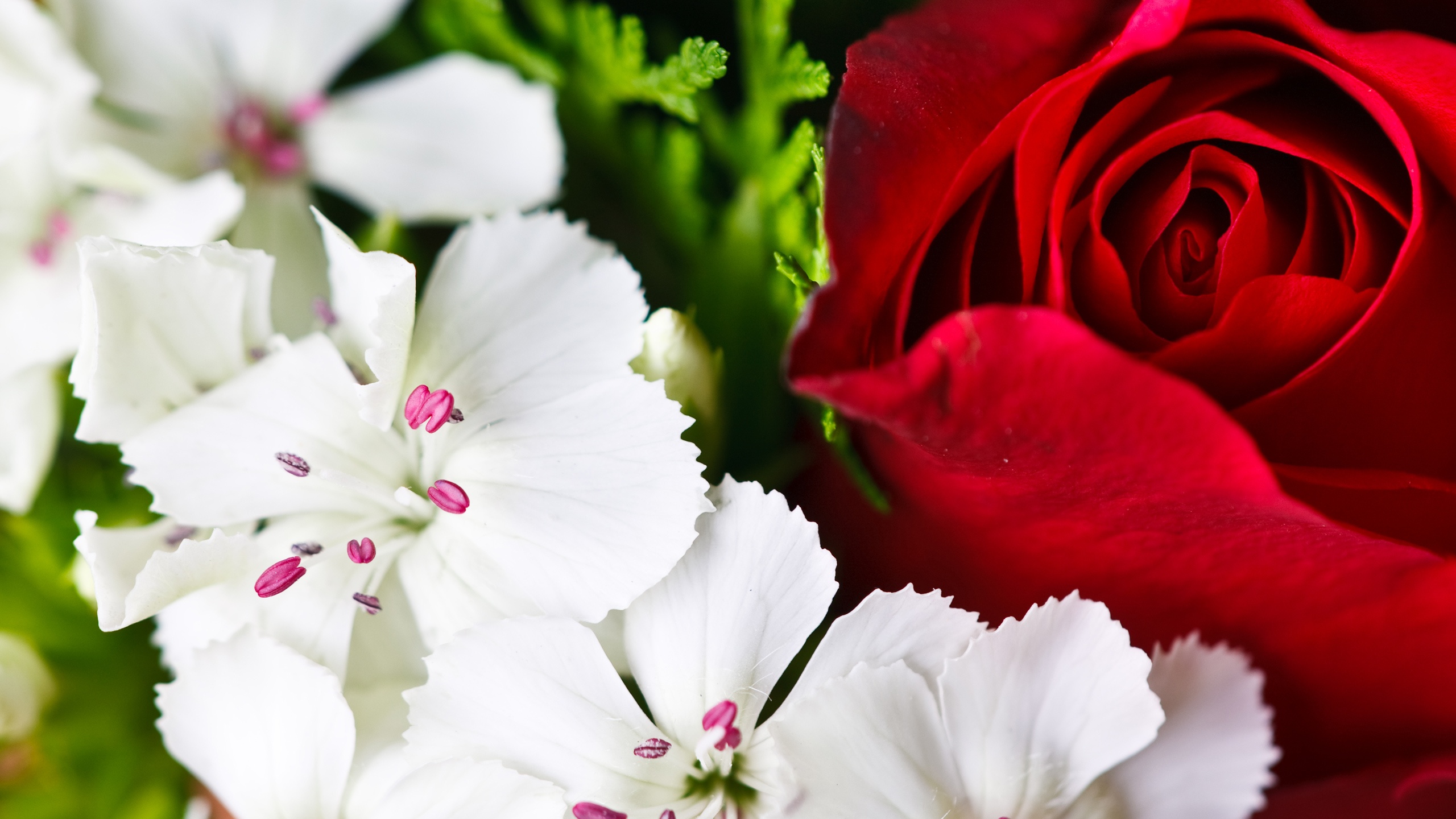 Colorful Flowers - Red And White Hd Roses - HD Wallpaper 