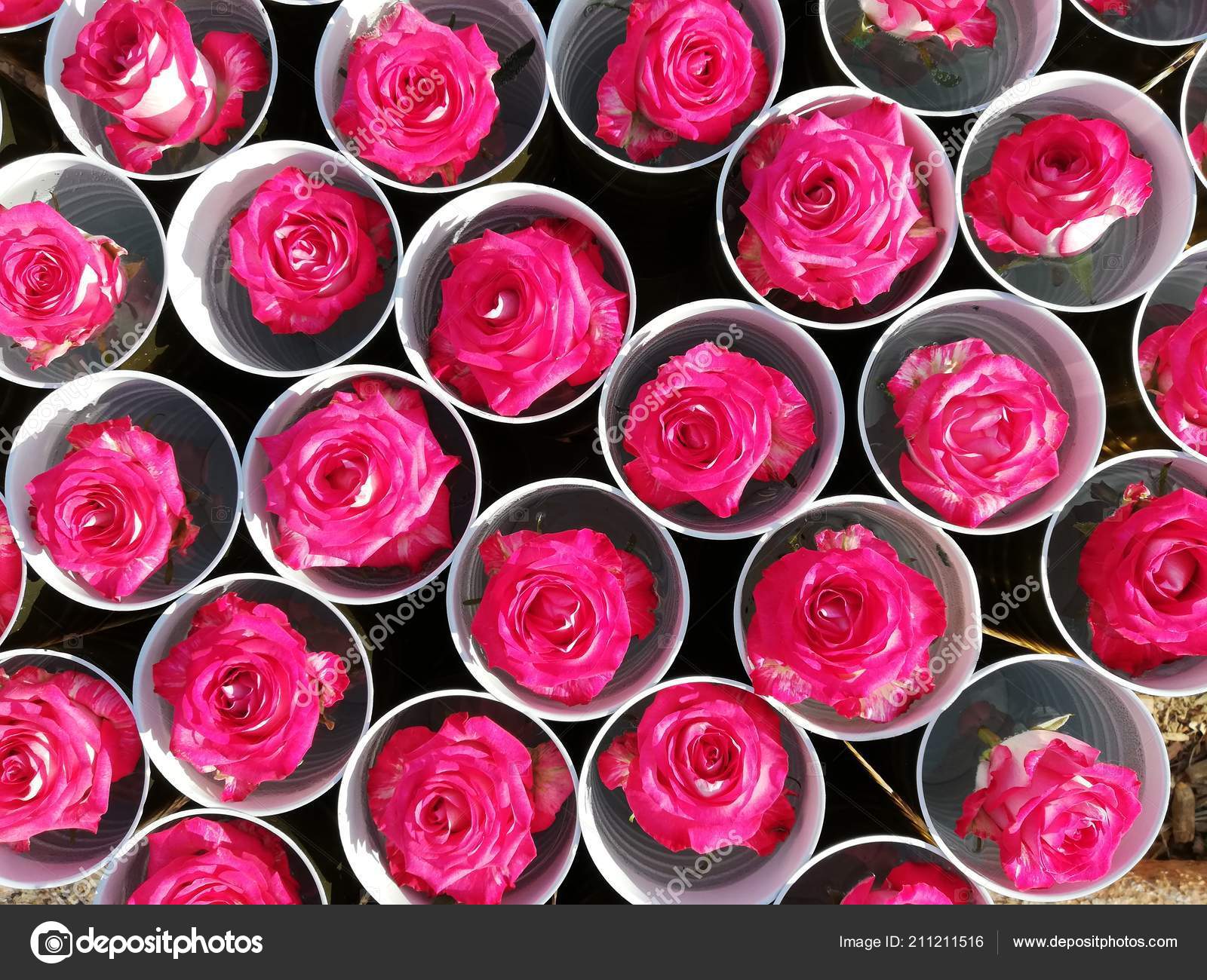 Rose Background Wallpaper - HD Wallpaper 