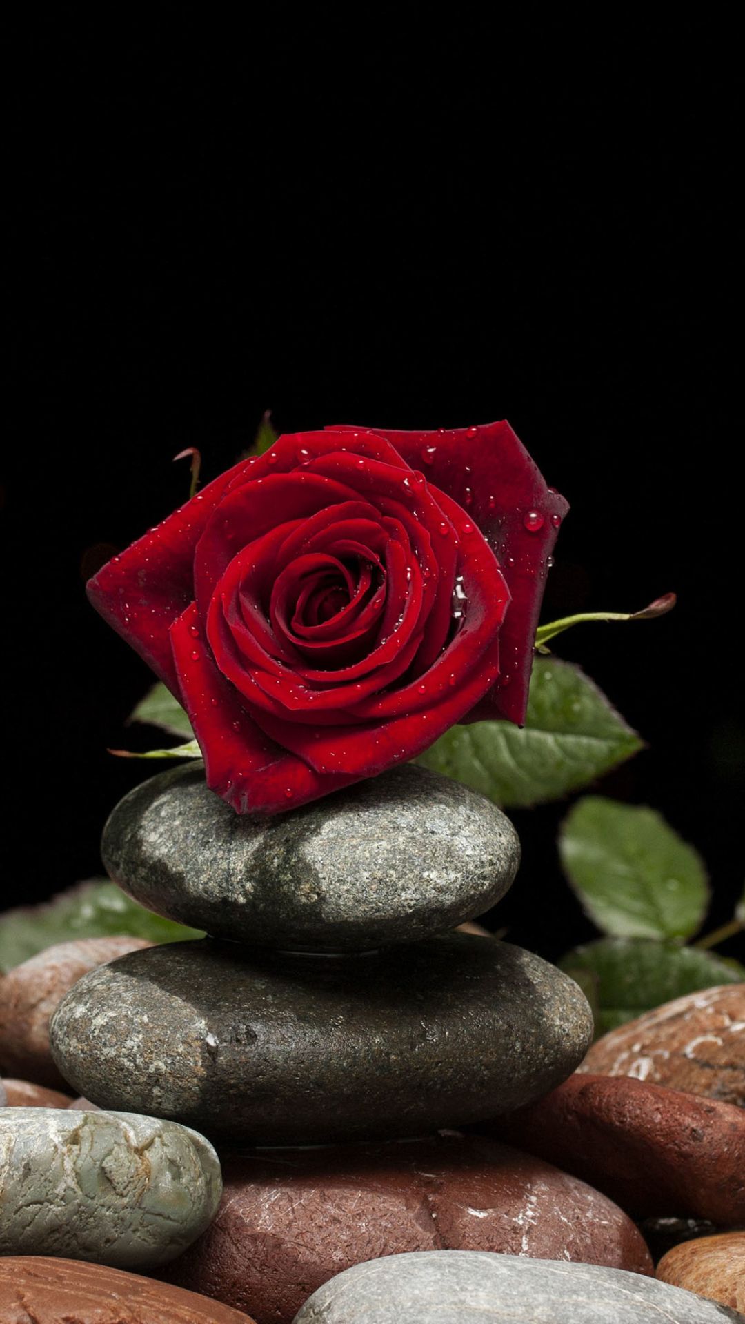 Beautiful Rose Red Flowers - HD Wallpaper 