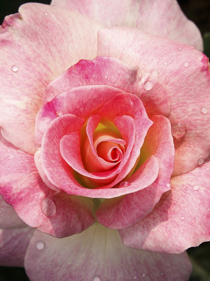 Hybrid Tea Rose - HD Wallpaper 