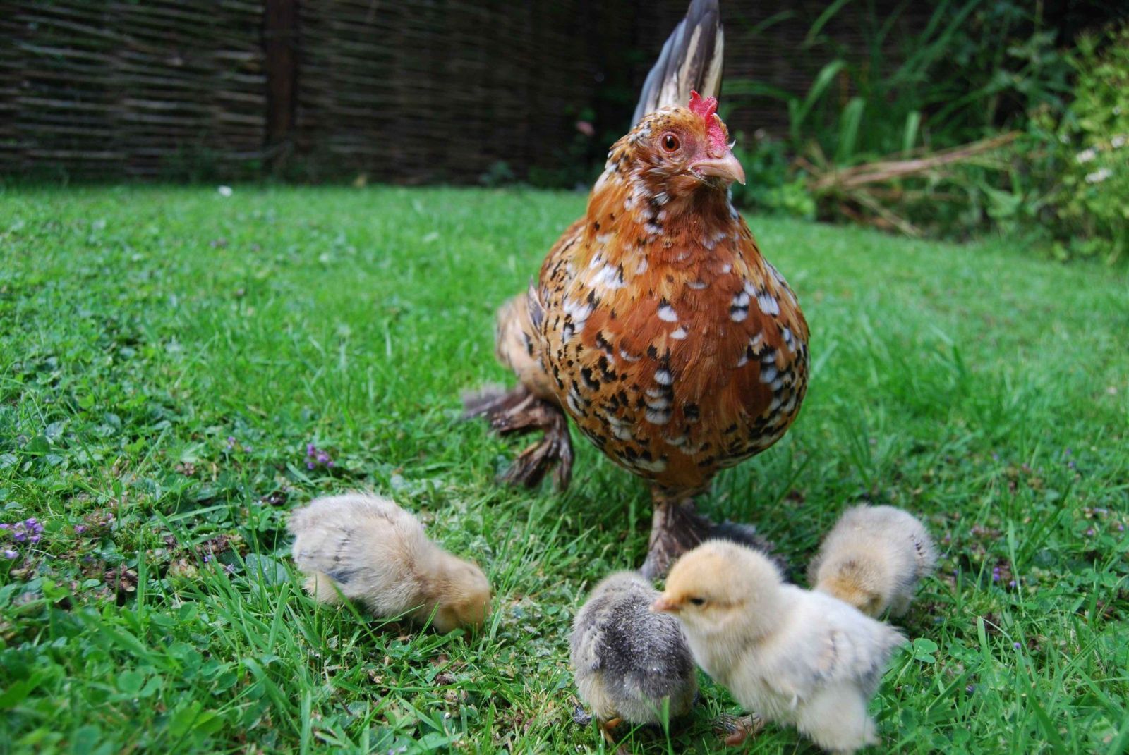 Hen Wallpaper By Twila Mcclane Pc - HD Wallpaper 