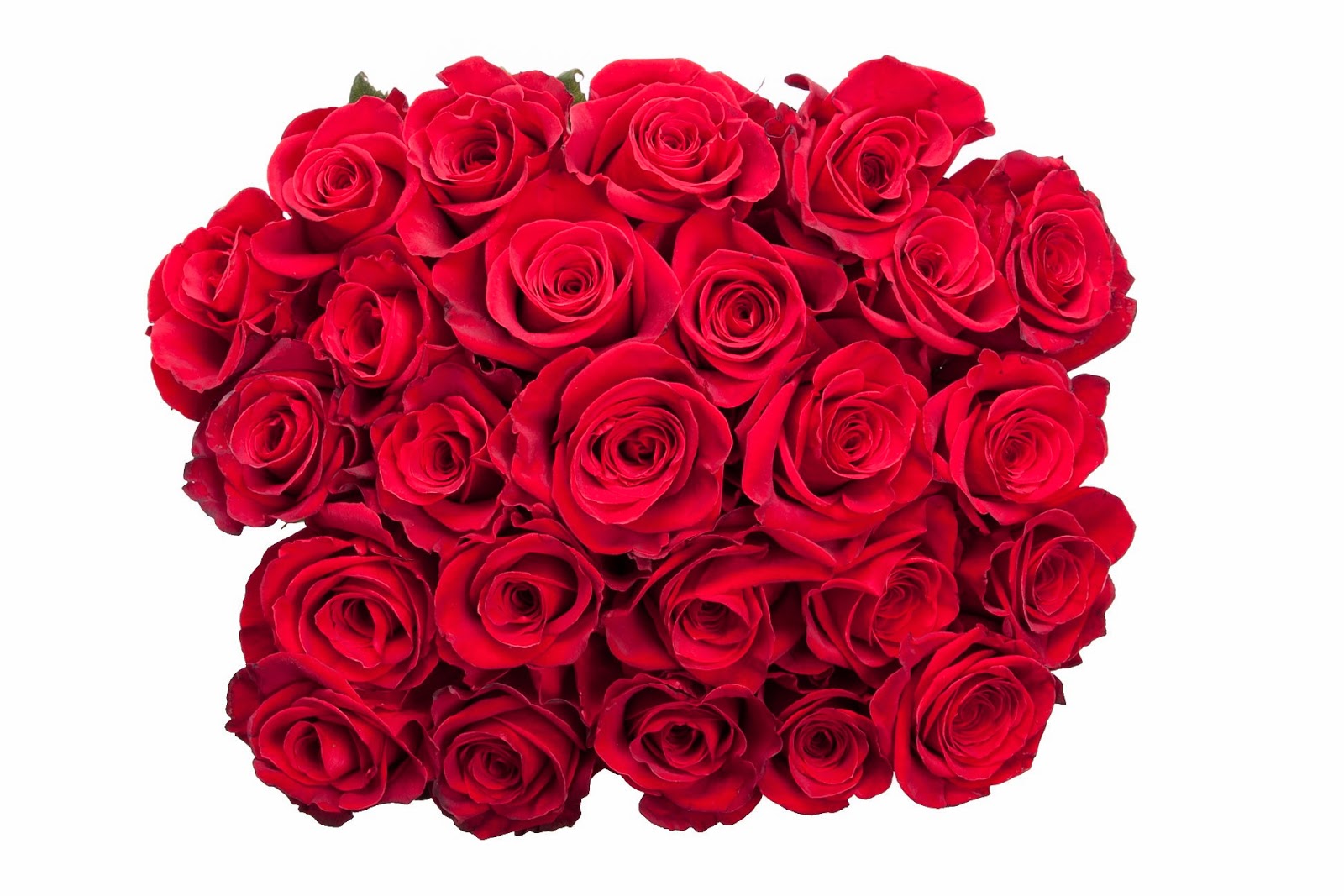 Red Rose Background Wallpaper - Garden Roses - HD Wallpaper 