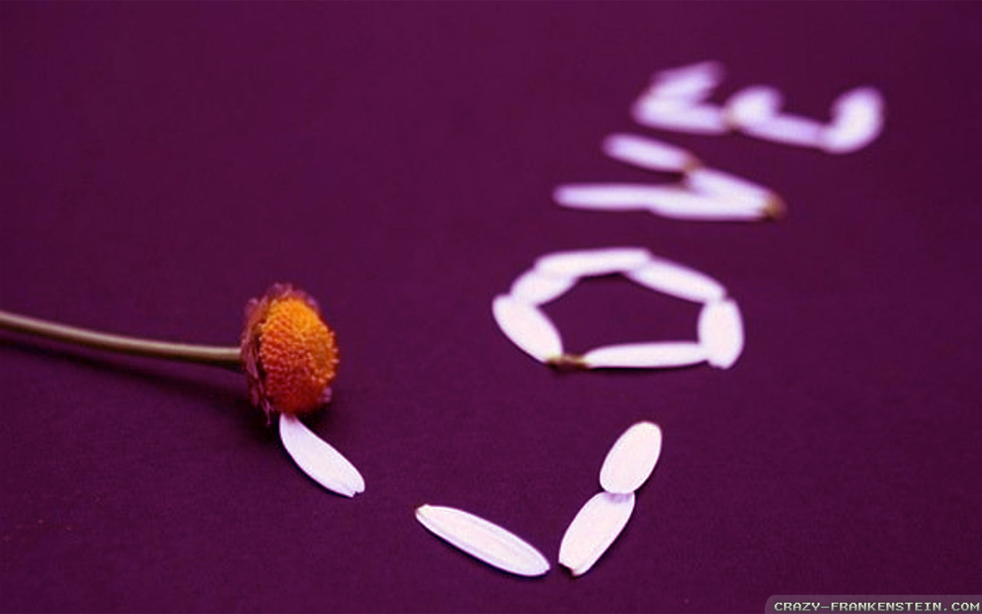 He Loves Me - HD Wallpaper 