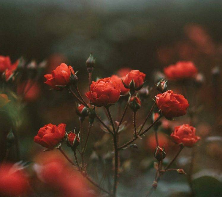 Flower - HD Wallpaper 