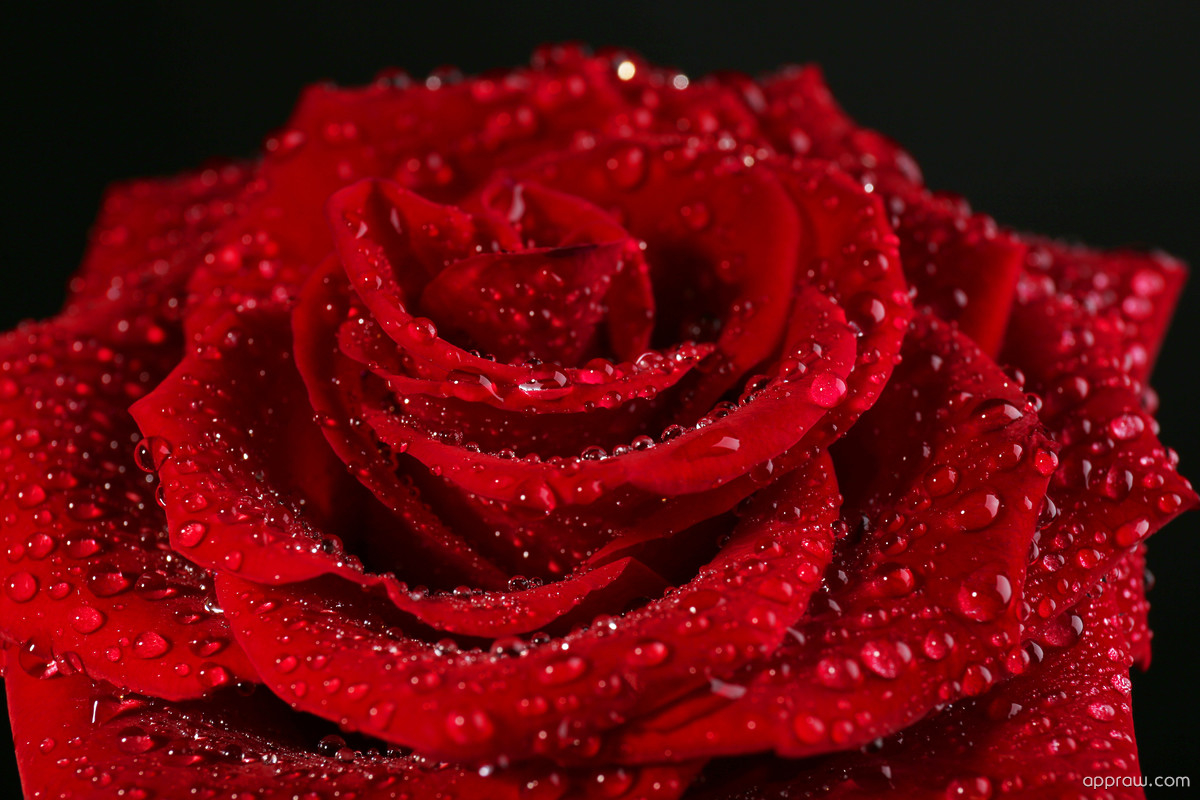 Beautiful Romantic Real Rose - 1200x800 Wallpaper 