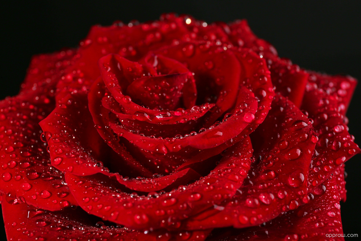 Beautiful Romantic Real Rose - HD Wallpaper 