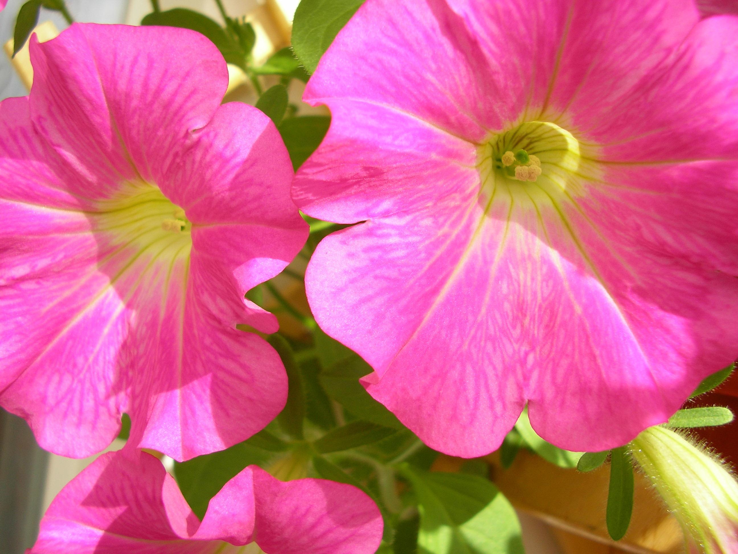 Hd Petunia Roz Wallpaper - Hollyhocks - HD Wallpaper 