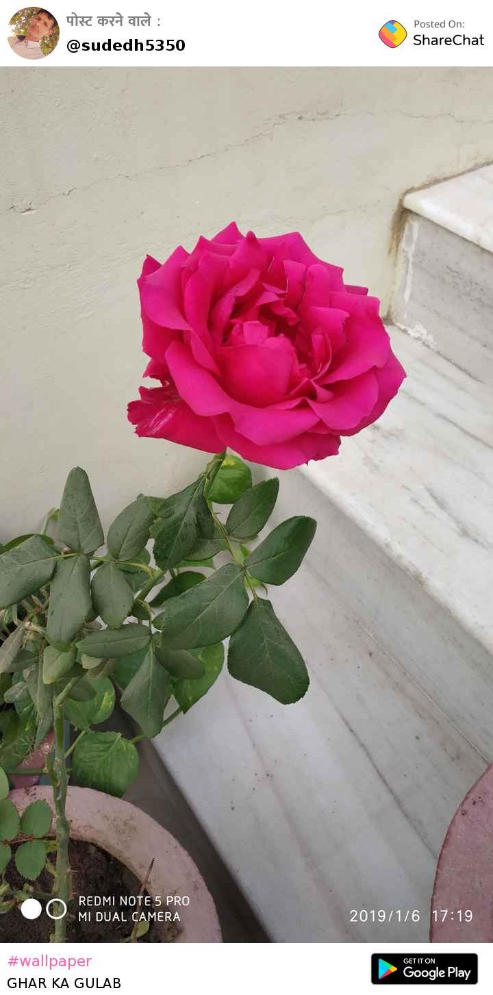 Hybrid Tea Rose - HD Wallpaper 