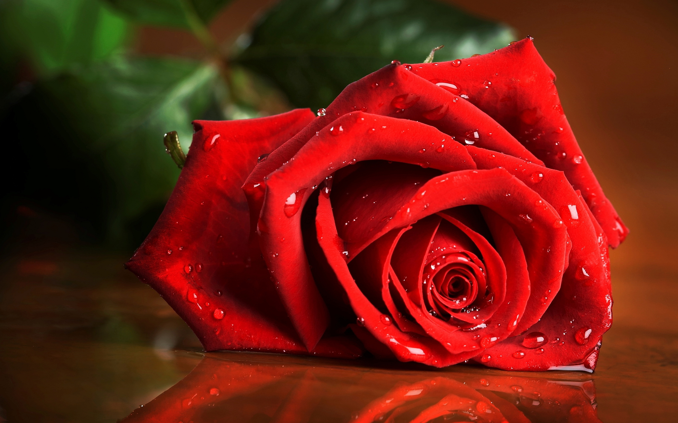 Wet Rose Hd - HD Wallpaper 