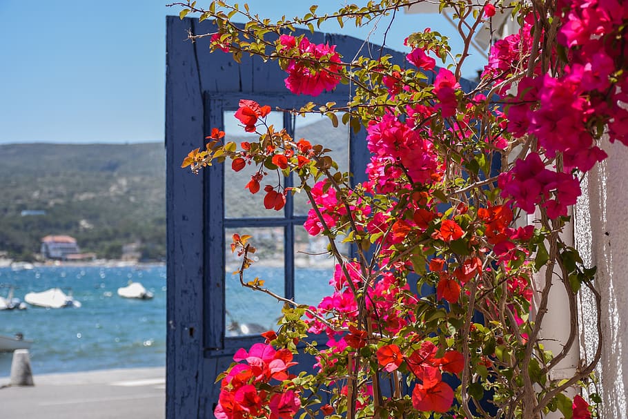 Planta, Flor, Rosa, Azul, Catalunya, Costa Brava, Cadaqués, - Costa Brava Flower Beach - HD Wallpaper 