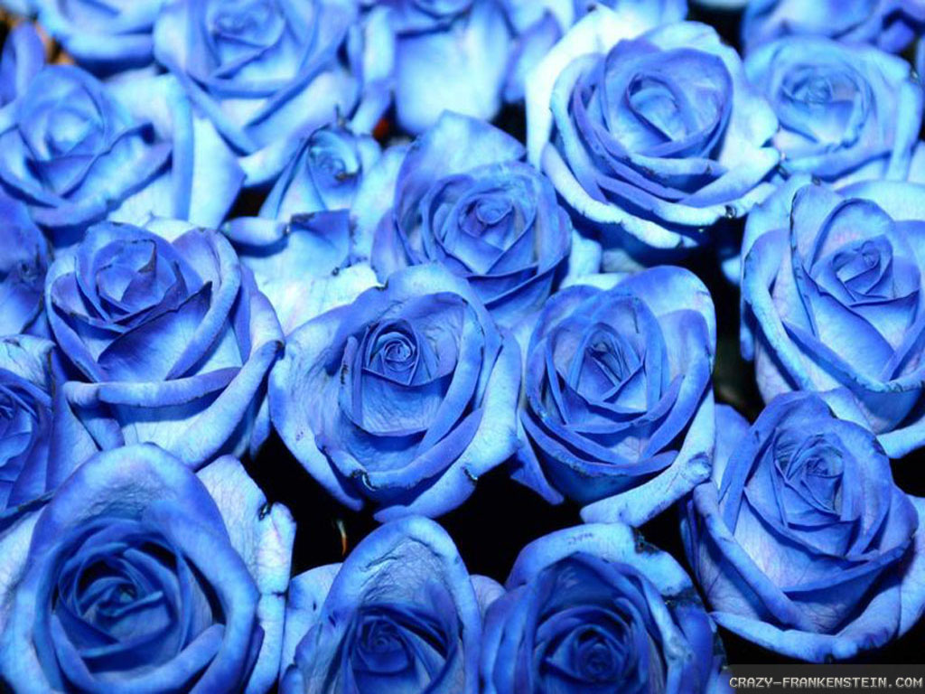Wallpapers For Blue Roses - 1024x768 Wallpaper 