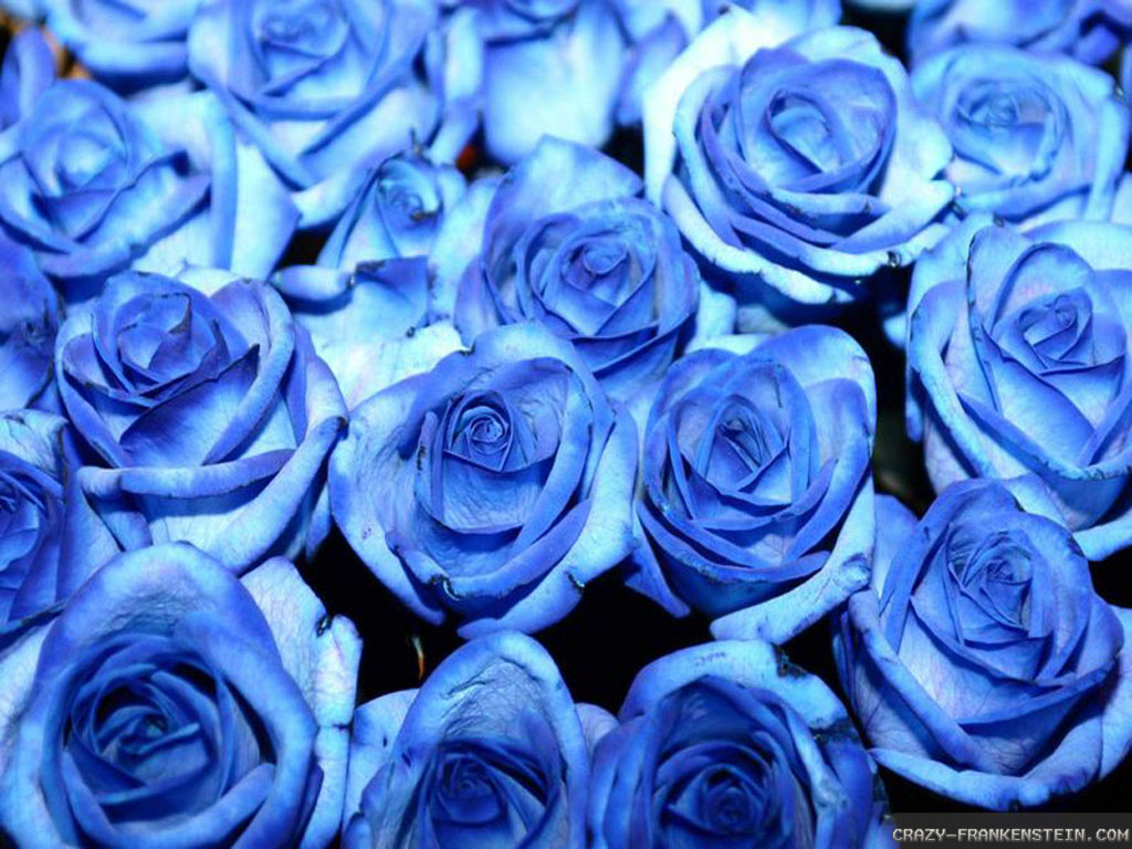 Wallpapers For Blue Roses - 1024x768 Wallpaper Wallpapers For Blue Roses - 1024x768 Wallpaper