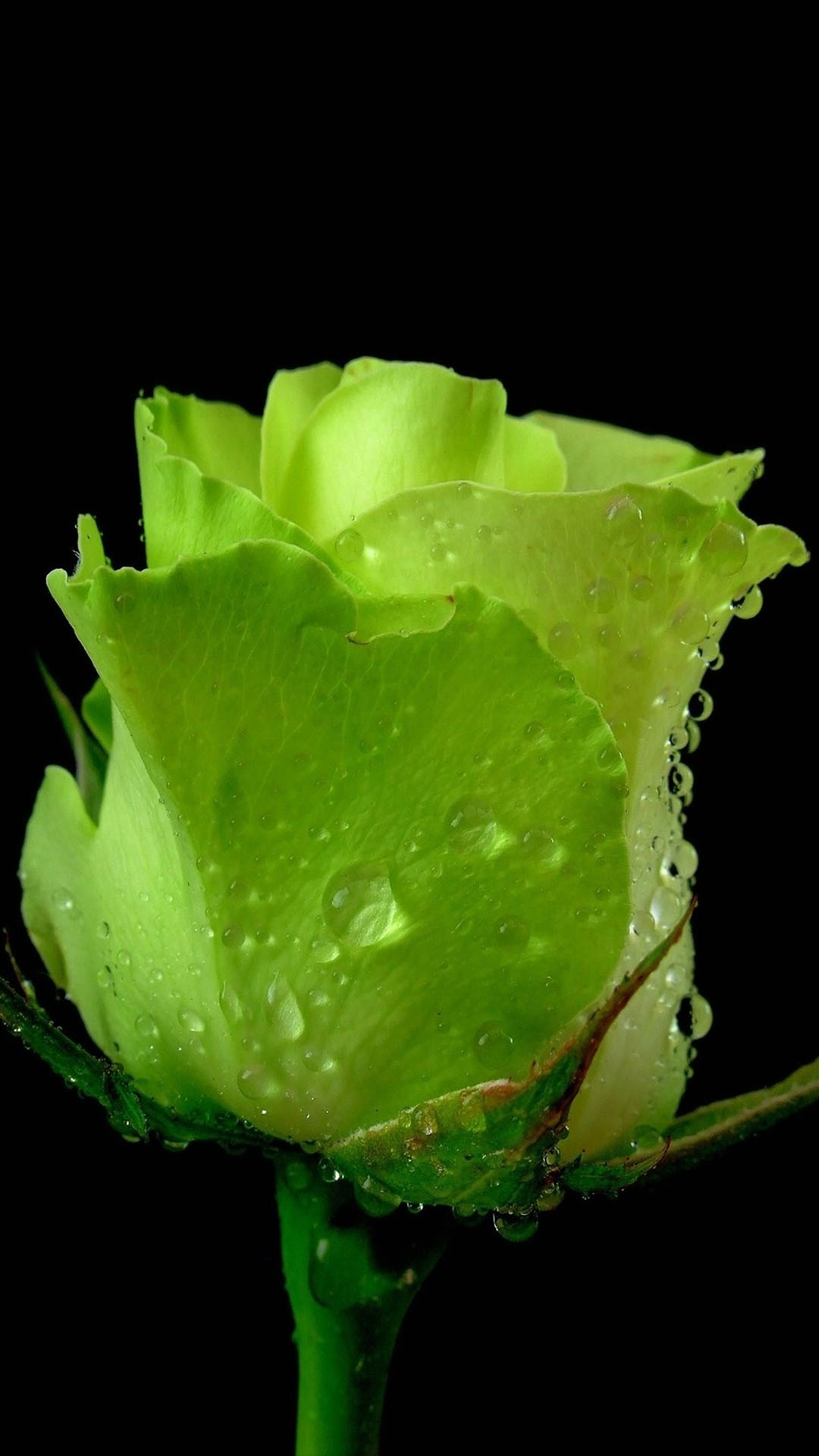 Green Rose Flower - Green Desktop Wallpaper Black - HD Wallpaper 