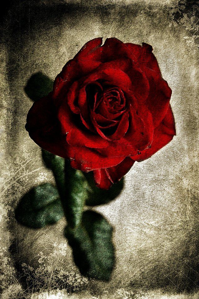 Red Rose Hd Wallpaper For Mobile - HD Wallpaper 