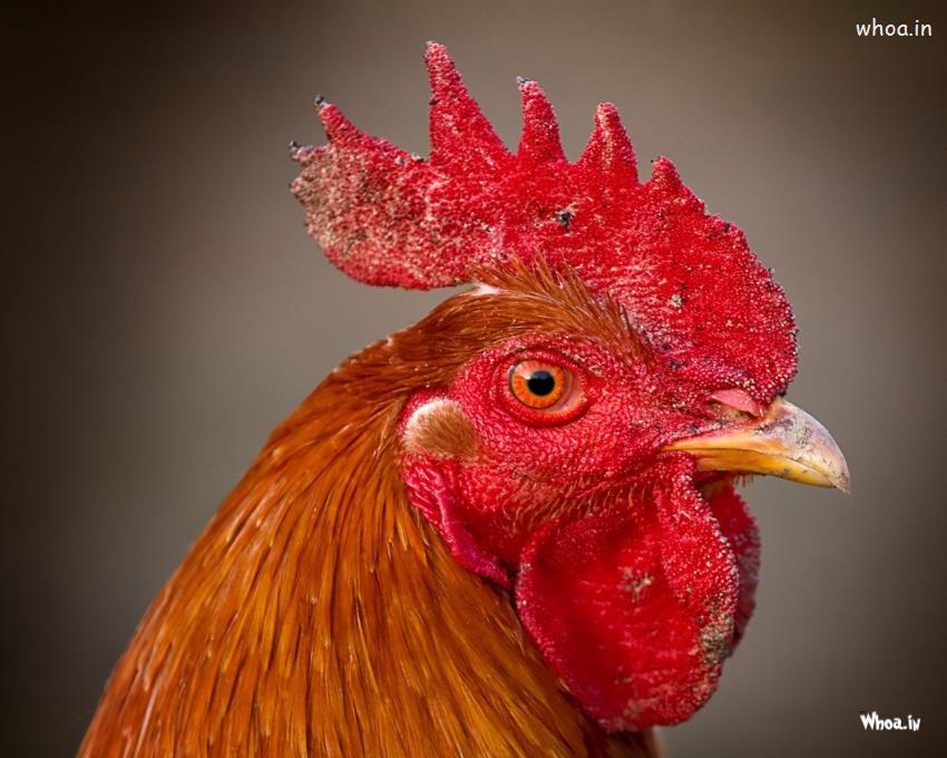 Face Of Hen Wallpaper Hd - Cock Beak - HD Wallpaper 