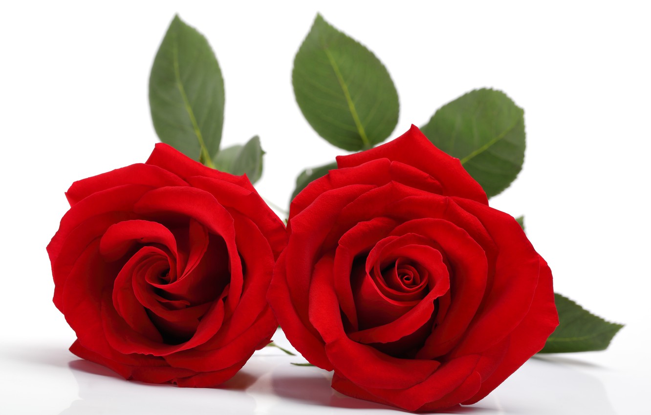 Photo Wallpaper Rose, Red, Rose, Flower - Flower Red Rose Hd - HD Wallpaper 