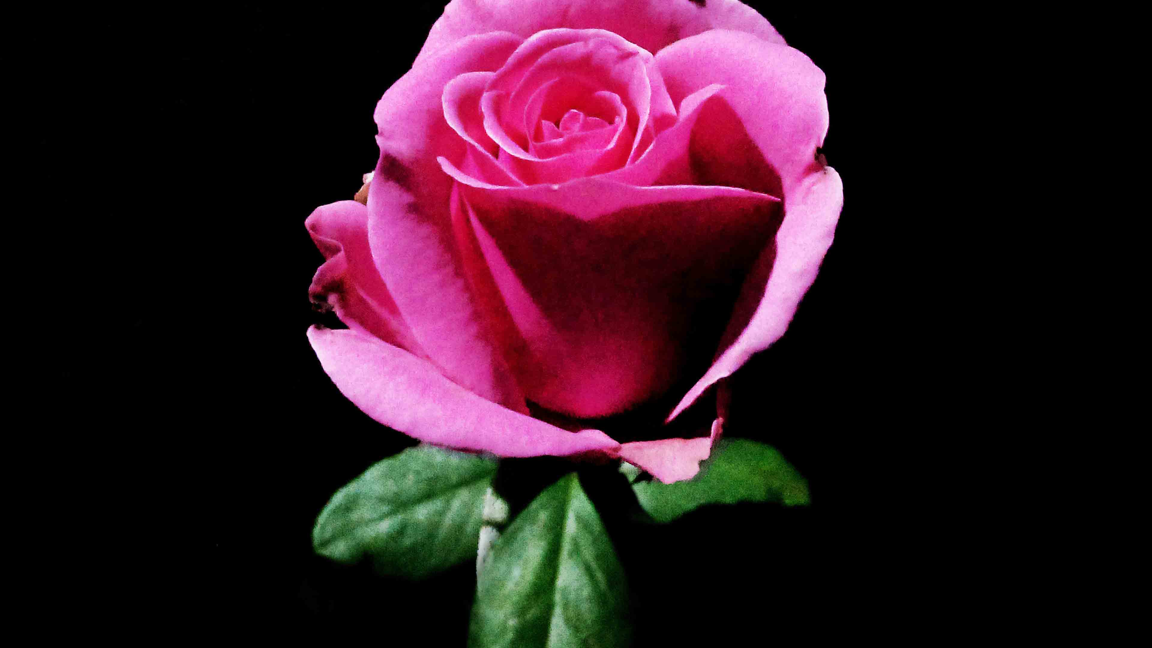 Floribunda - HD Wallpaper 