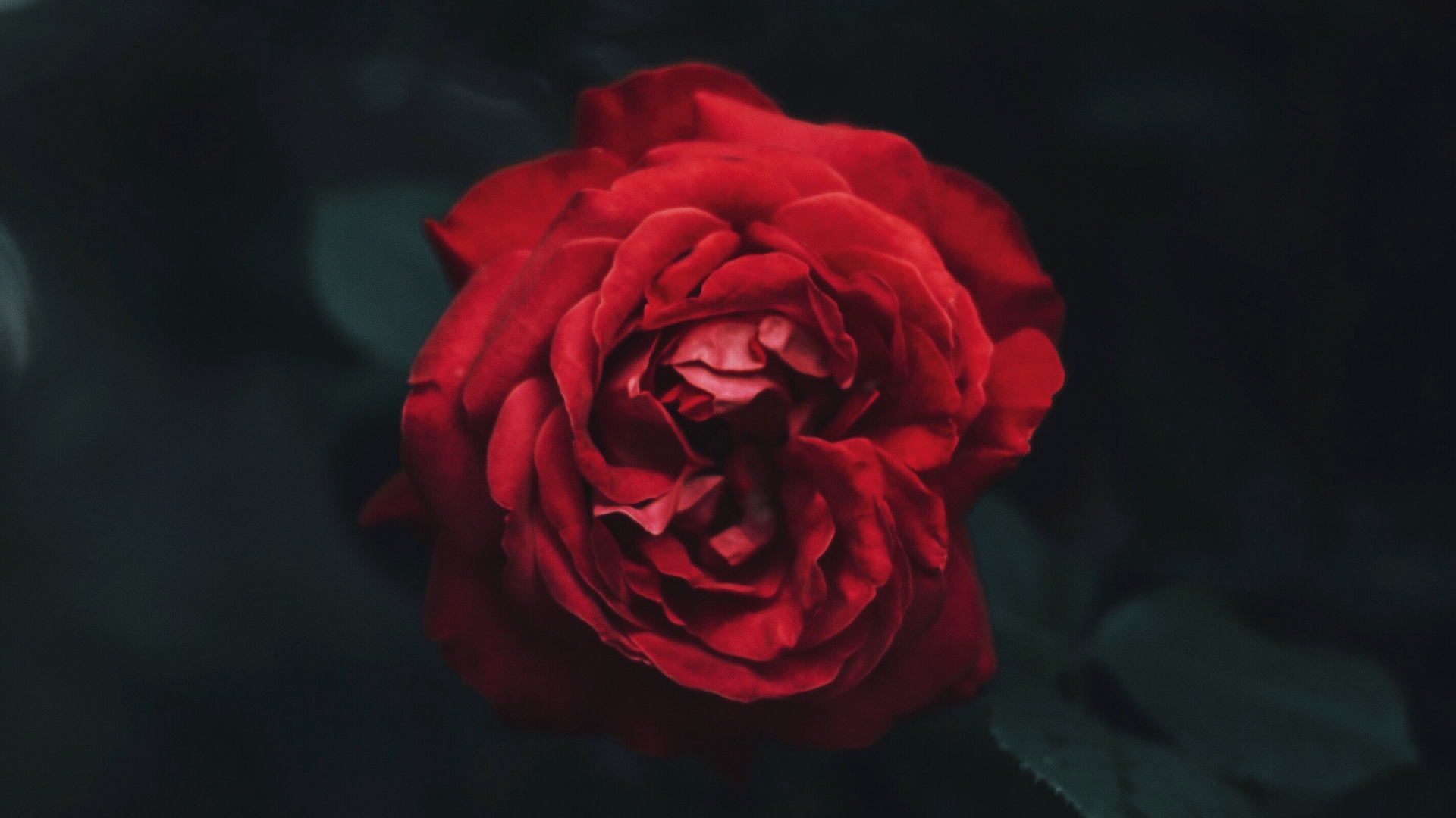 Wallpaper Rose, Bud, Red, Dark, Blur, Garden - HD Wallpaper 