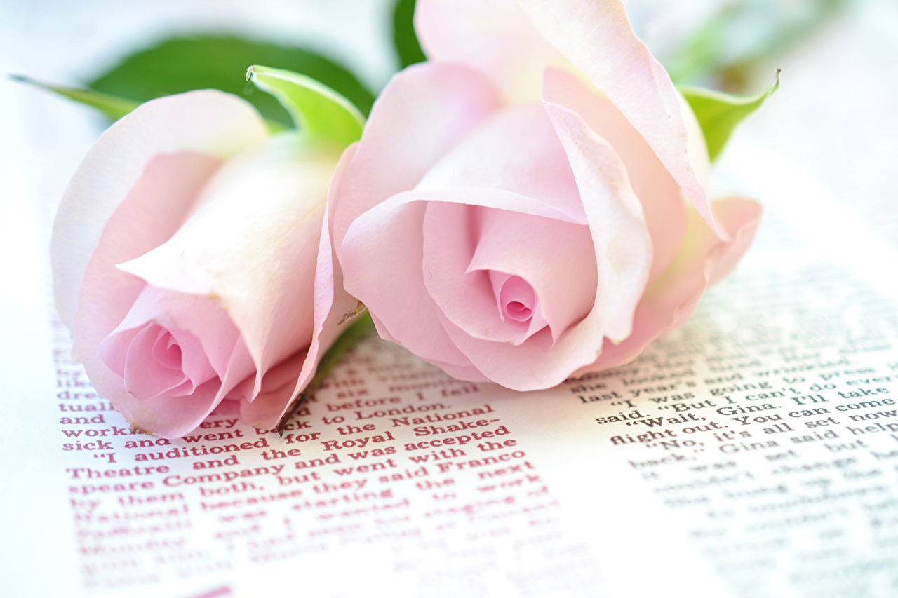 Pink Color Two Rose - HD Wallpaper 