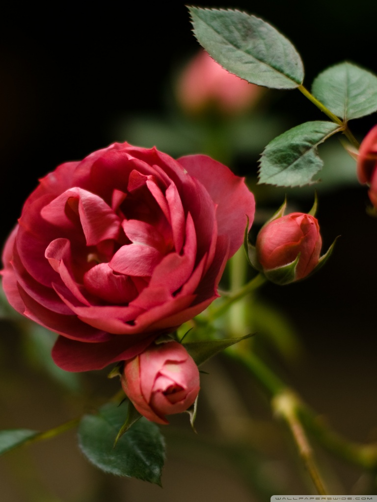 Golden Gate Bridge - HD Wallpaper 