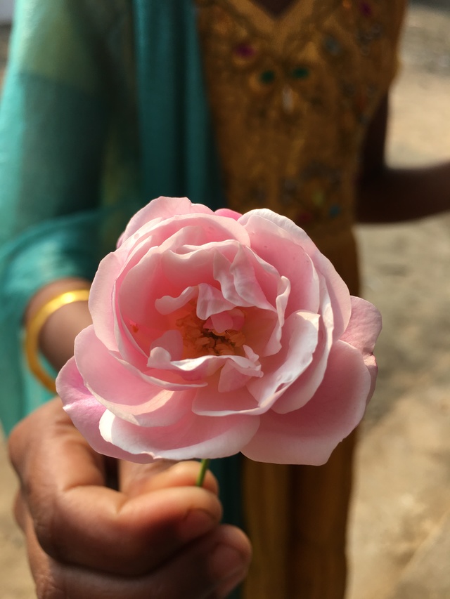 Garden Roses - HD Wallpaper 