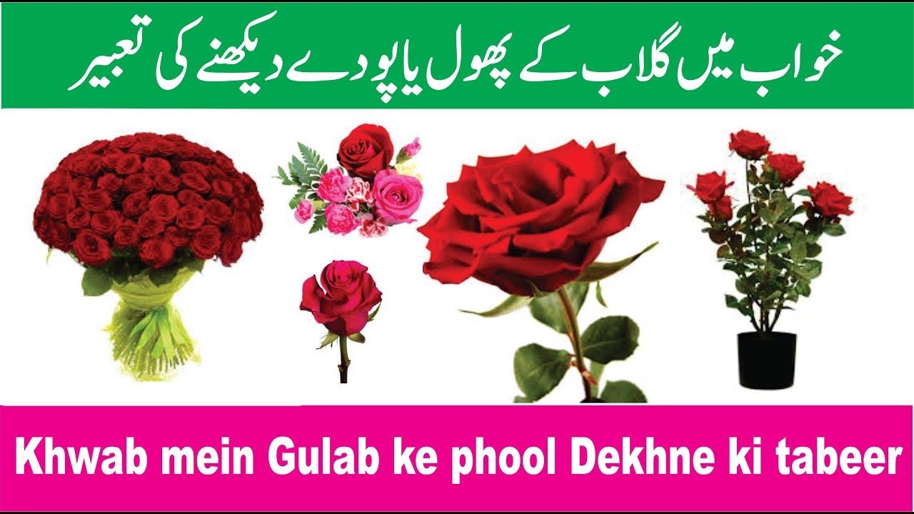 Single Rose - 1280x720 Wallpaper Single Rose - 1280x720 Wallpaper